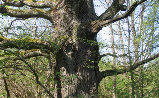 21_Grabijolu pazintinis takas1 (3).jpg